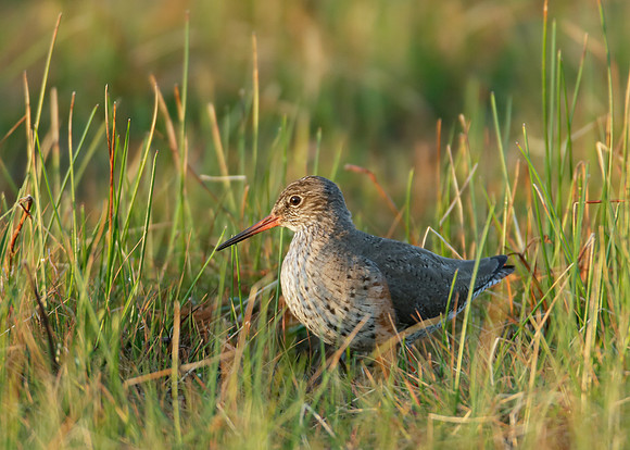 Redshank Tringa totanus