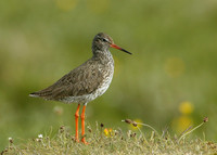 Redshank Tringa totanus