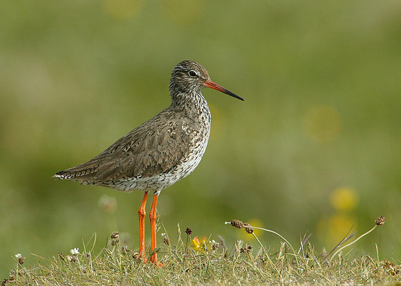 Redshank Tringa totanus