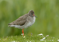 Redshank Tringa totanus