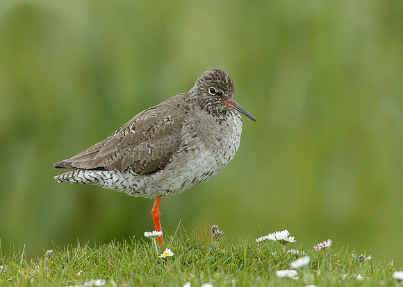 Redshank Tringa totanus