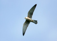 Red-footed Falcon Falco vespertinus
