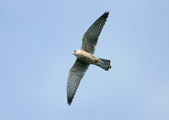 Red-footed Falcon Falco vespertinus