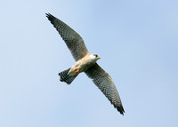 Red-footed Falcon Falco vespertinus