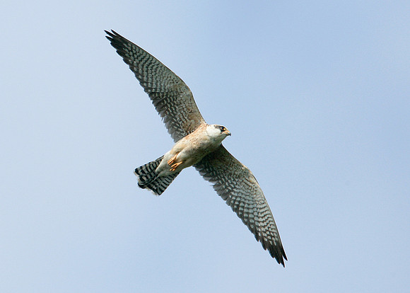 Red-footed Falcon Falco vespertinus