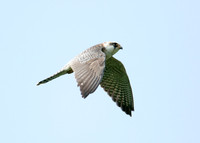 Red-footed Falcon Falco vespertinus