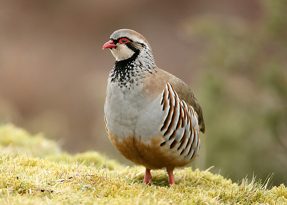 Red-legged Partridge Alectoris rufa
