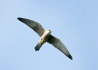 Red-footed Falcon Pugneys, Yorks  May 2008