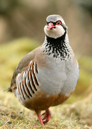 Red-legged Partridge Alectoris rufa