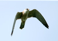 Red-footed Falcon Falco vespertinus
