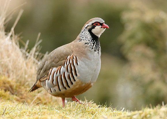 Red-legged Partridge Alectoris rufa
