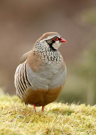 Red-legged Partridge Alectoris rufa