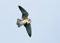 Red-footed Falcon Falco vespertinus
