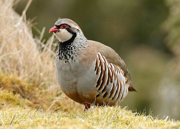 Red-legged Partridge Alectoris rufa