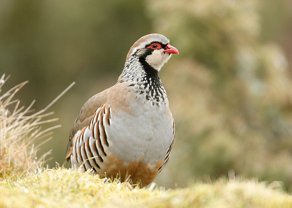 Red-legged Partridge Alectoris rufa