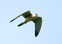 Red-footed Falcon Falco vespertinus