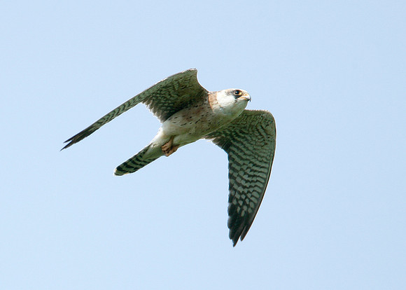 Red-footed Falcon Falco vespertinus