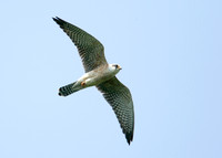 Red-footed Falcon Falco vespertinus