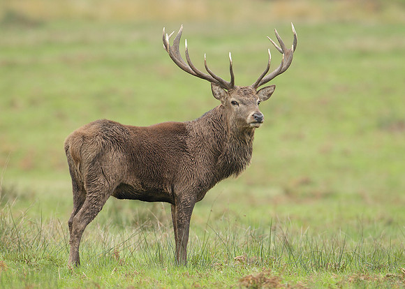 Red Deer Cervus elaphus