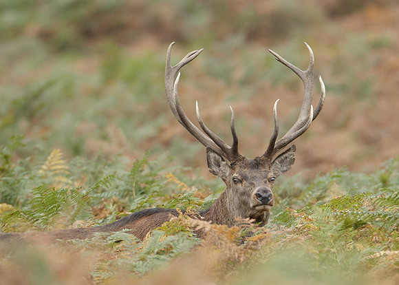 Red Deer Cervus elaphus
