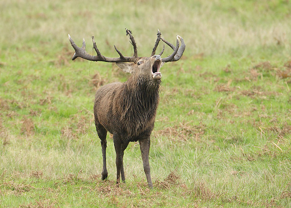 Red Deer Cervus elaphus