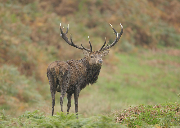 Red Deer Cervus elaphus