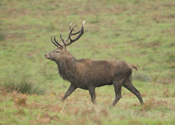 Red Deer Cervus elaphus