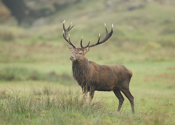 Red Deer Cervus elaphus