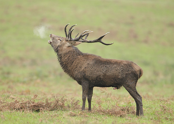 Red Deer Cervus elaphus