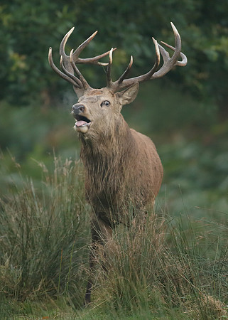 Red Deer Cervus elaphus