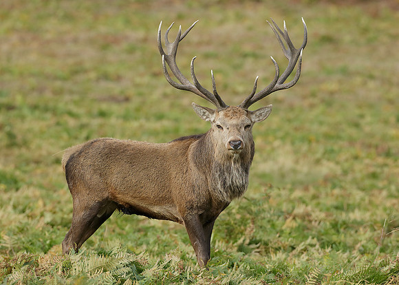 Red Deer Cervus elaphus