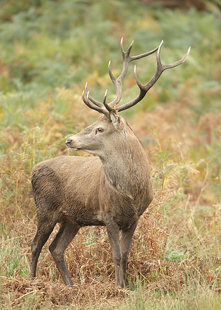 Red Deer Cervus elaphus
