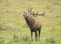 Red Deer Cervus elaphus