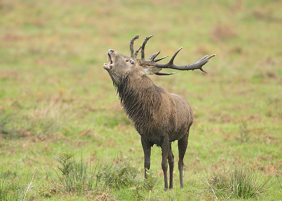 Red Deer Cervus elaphus