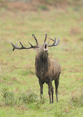 Red Deer Cervus elaphus
