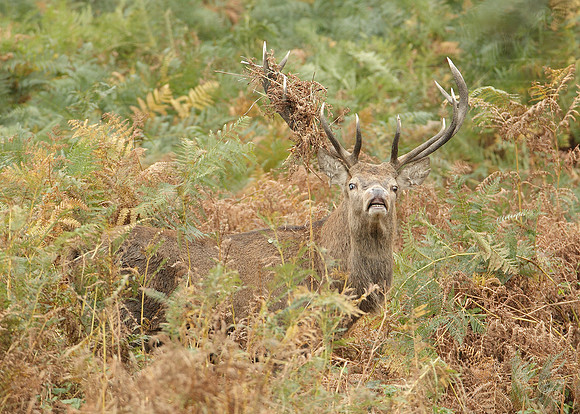 Red Deer Cervus elaphus