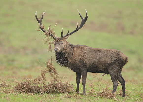 Red Deer Cervus elaphus