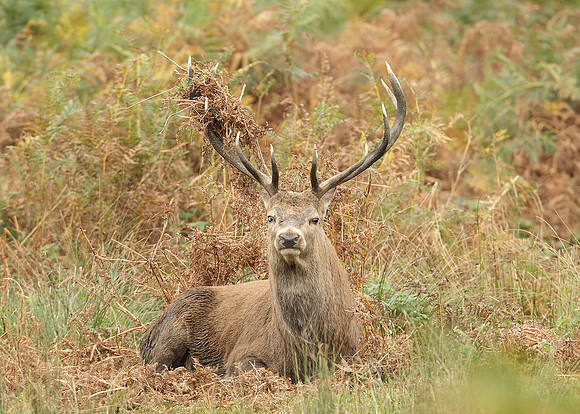 Red Deer Cervus elaphus