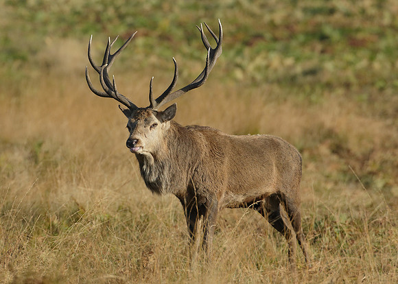 Red Deer Cervus elaphus