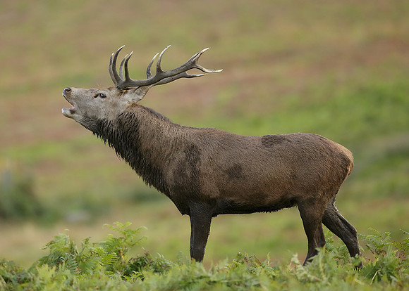 Red Deer Cervus elaphus