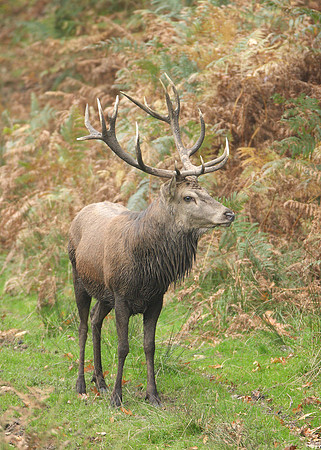 Red Deer Cervus elaphus