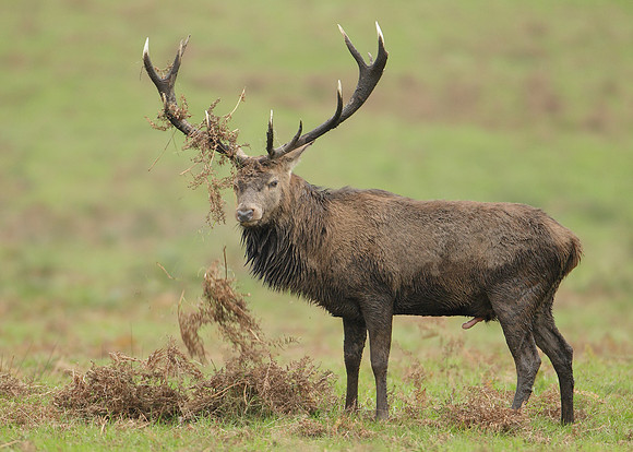 Red Deer Cervus elaphus