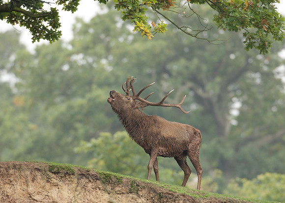 Red Deer Cervus elaphus