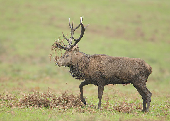 Red Deer Cervus elaphus
