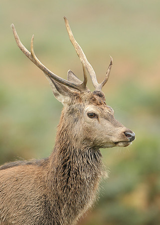 Red Deer Cervus elaphus