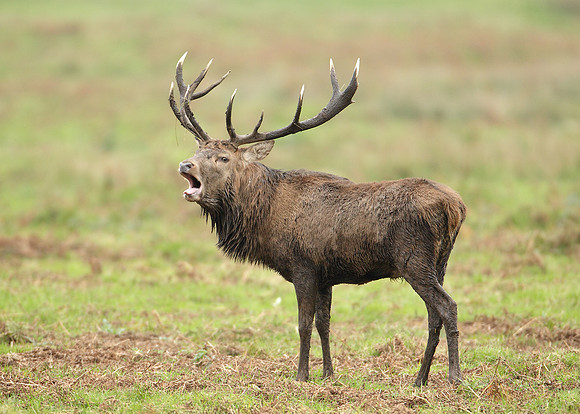 Red Deer Cervus elaphus