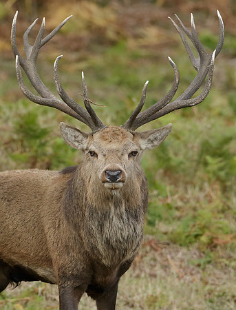 Red Deer Cervus elaphus