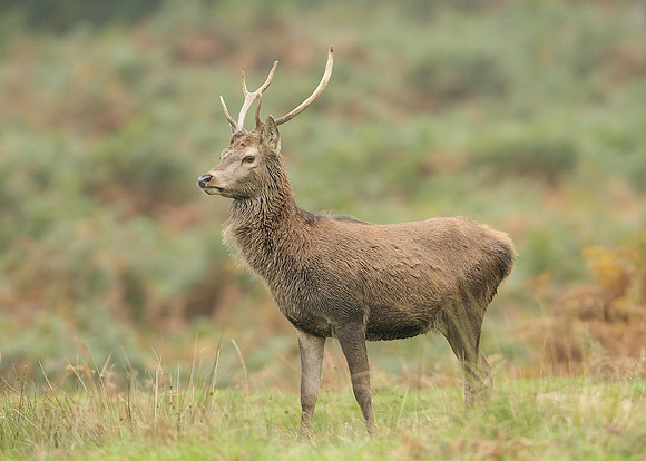 Red Deer Cervus elaphus