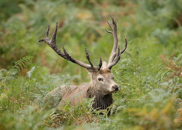 Red Deer Cervus elaphus