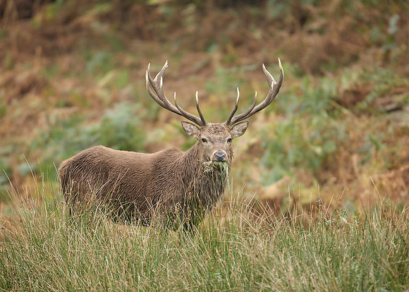 Red Deer Cervus elaphus